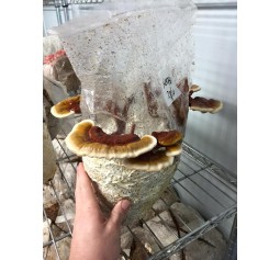 Mushroom Kit - Australian Reishi (Ganoderma steyaertanum) - Great for making Teas or Extracts - FREE Shipping 